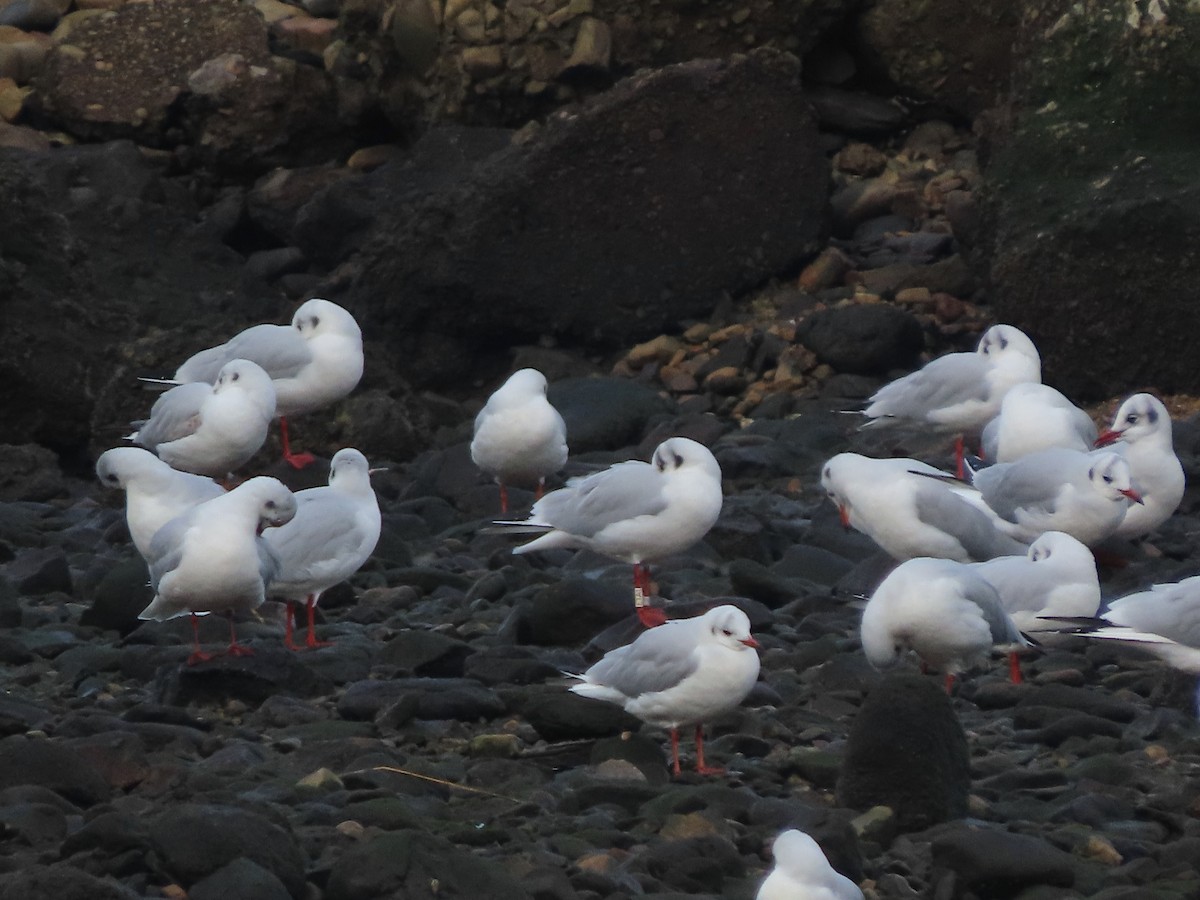 Black-headed Gull - ML646704396
