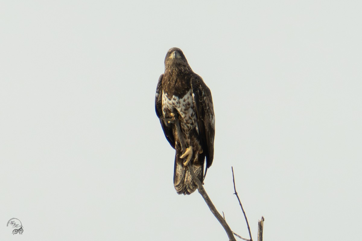 Weißkopf-Seeadler - ML646704398