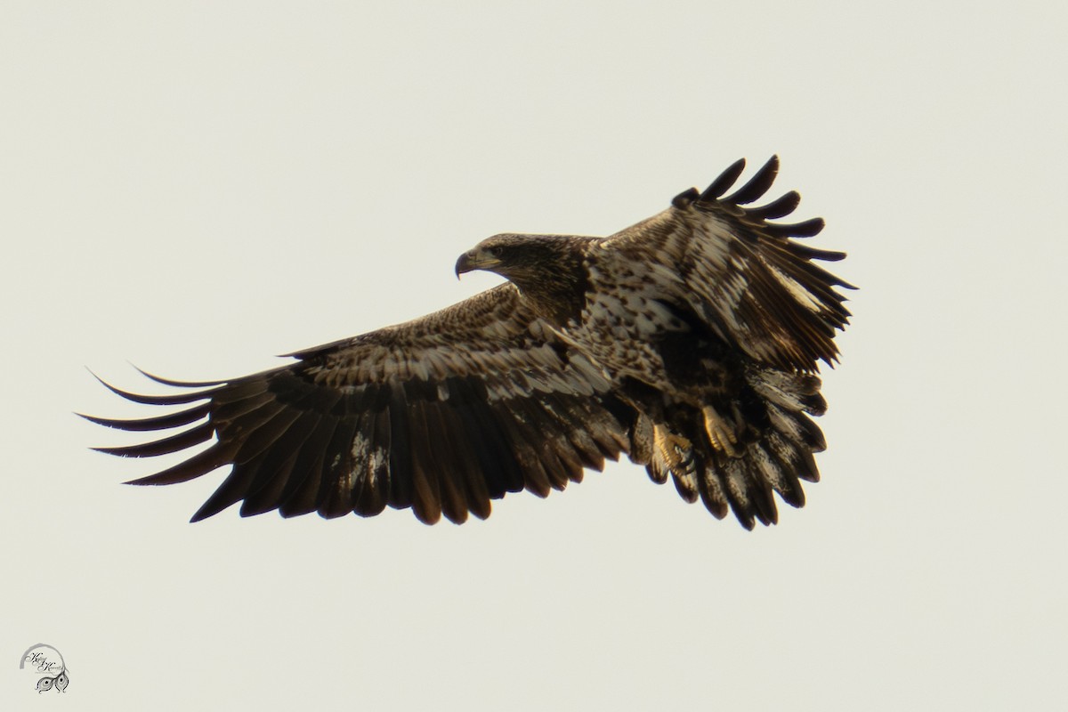 Weißkopf-Seeadler - ML646704399