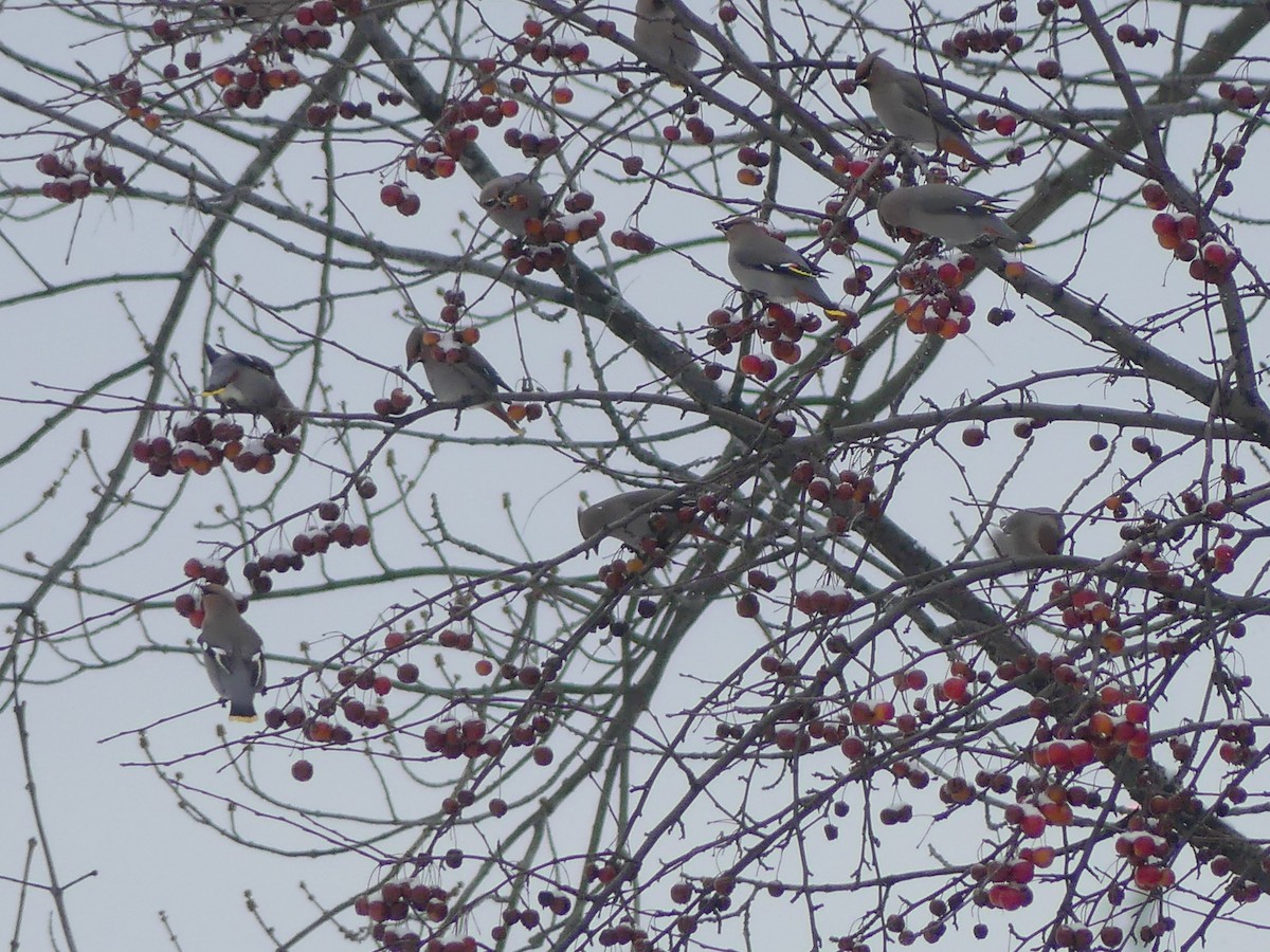 Buztanori boreala - ML646704400