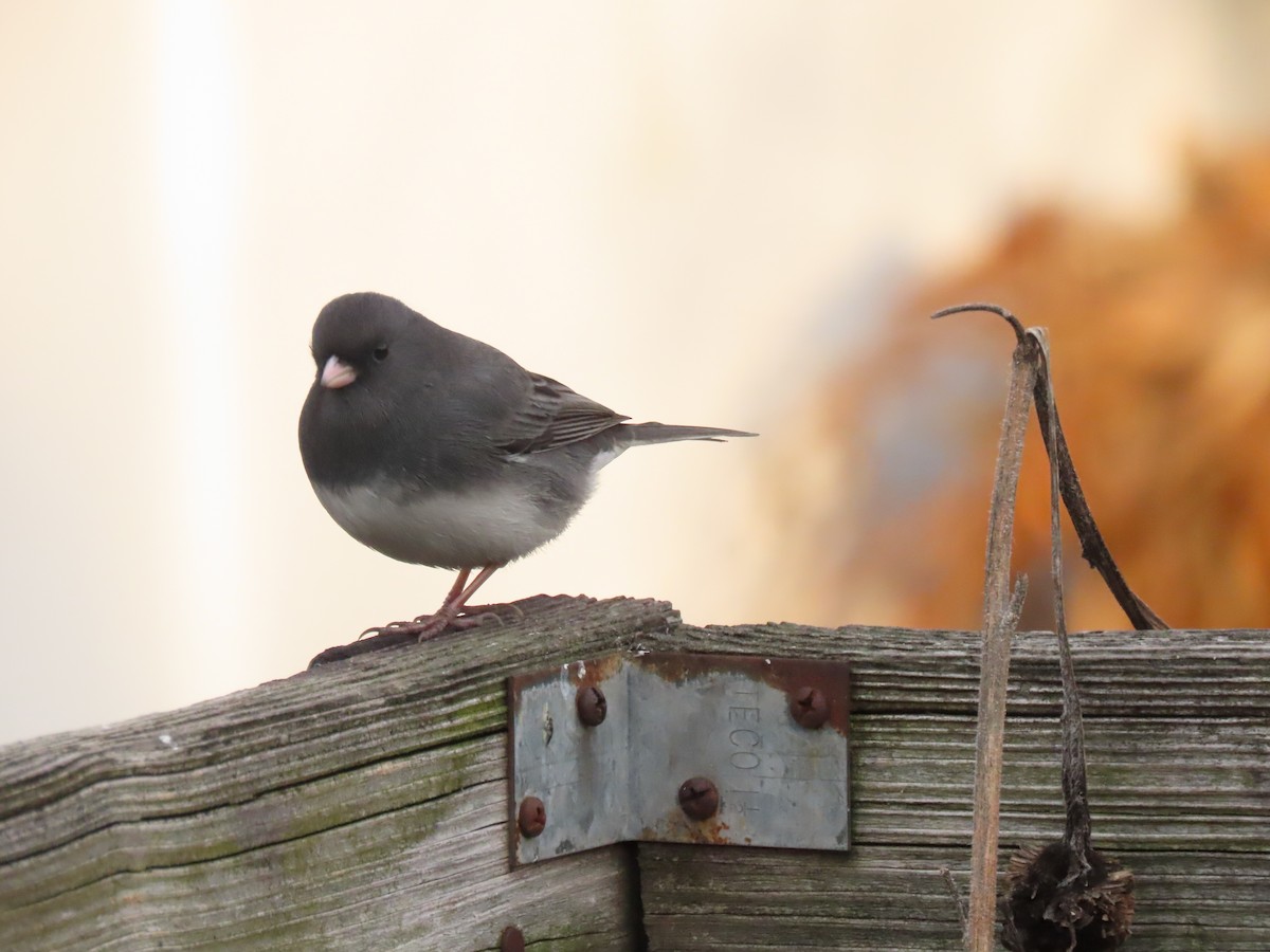 vinterjunko - ML646704406