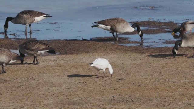 Ross's Goose - ML646704409