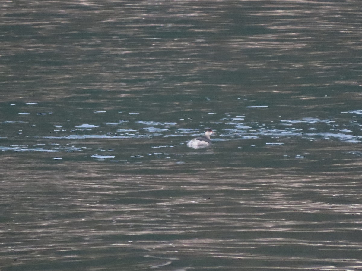 Grèbe à cou noir - ML646704417