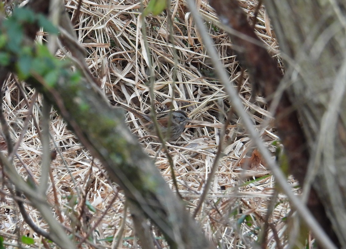 Swamp Sparrow - ML646704418