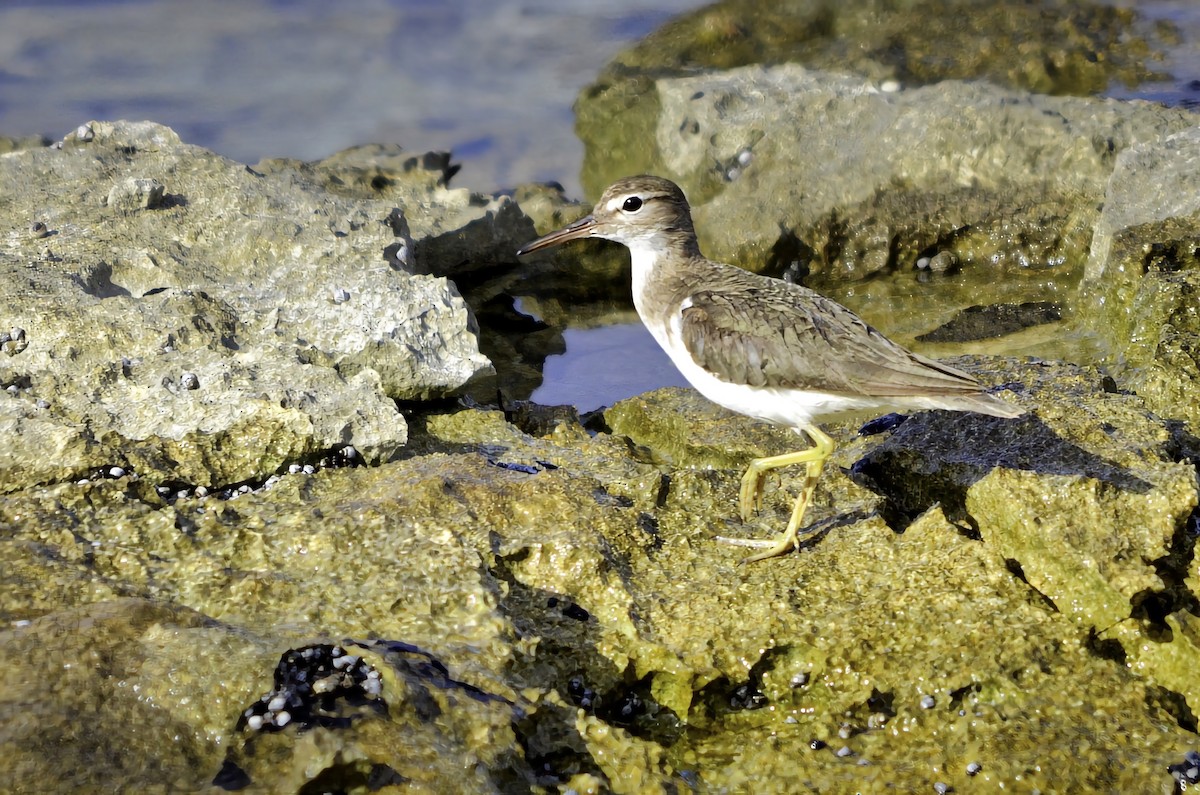 pisík americký - ML646704426