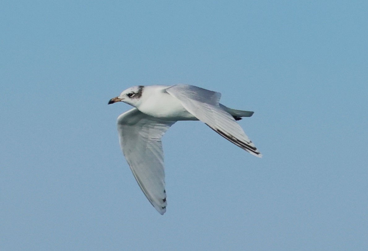 Mediterranean Gull - ML646704430