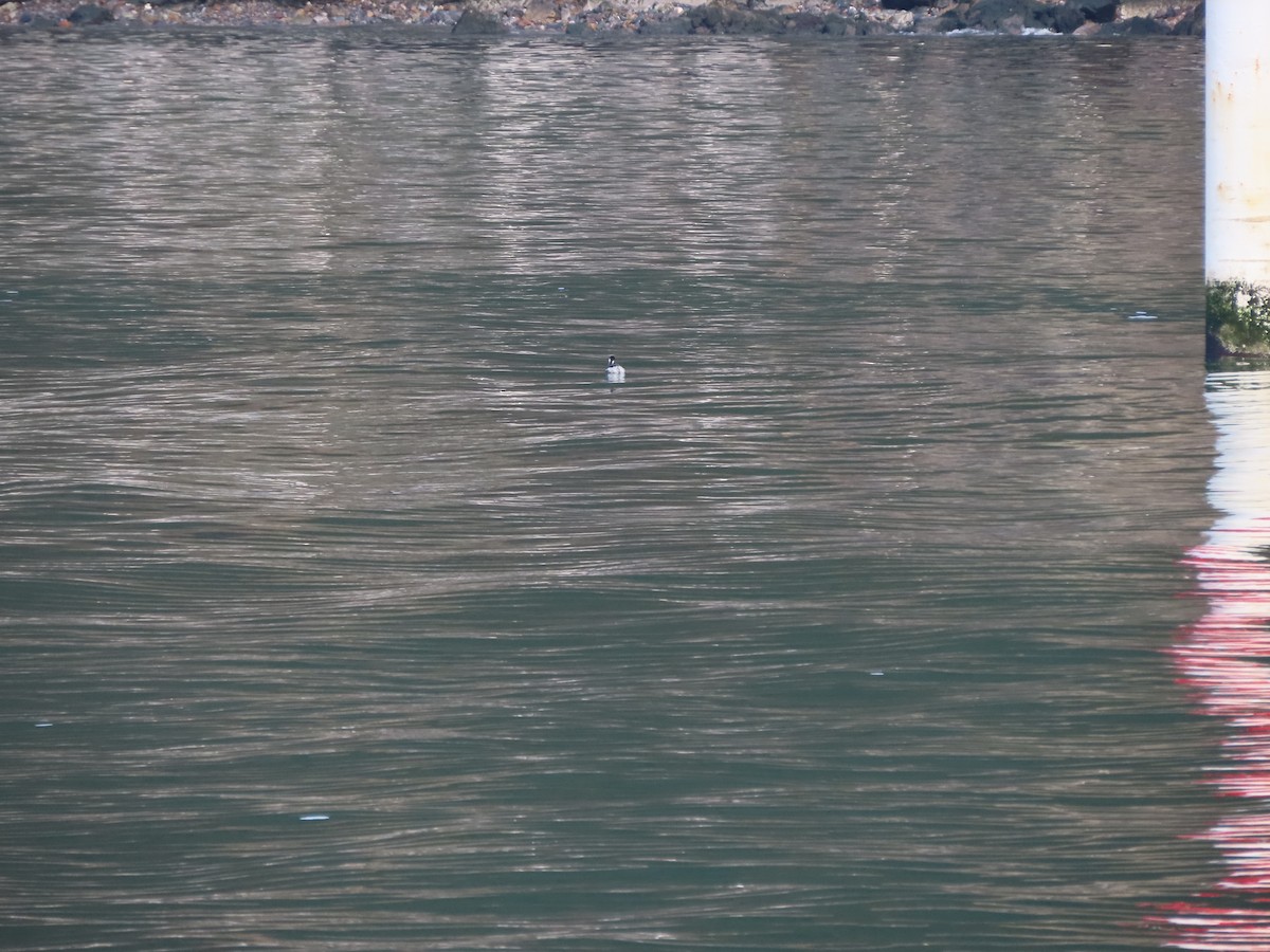 Grèbe à cou noir - ML646704432