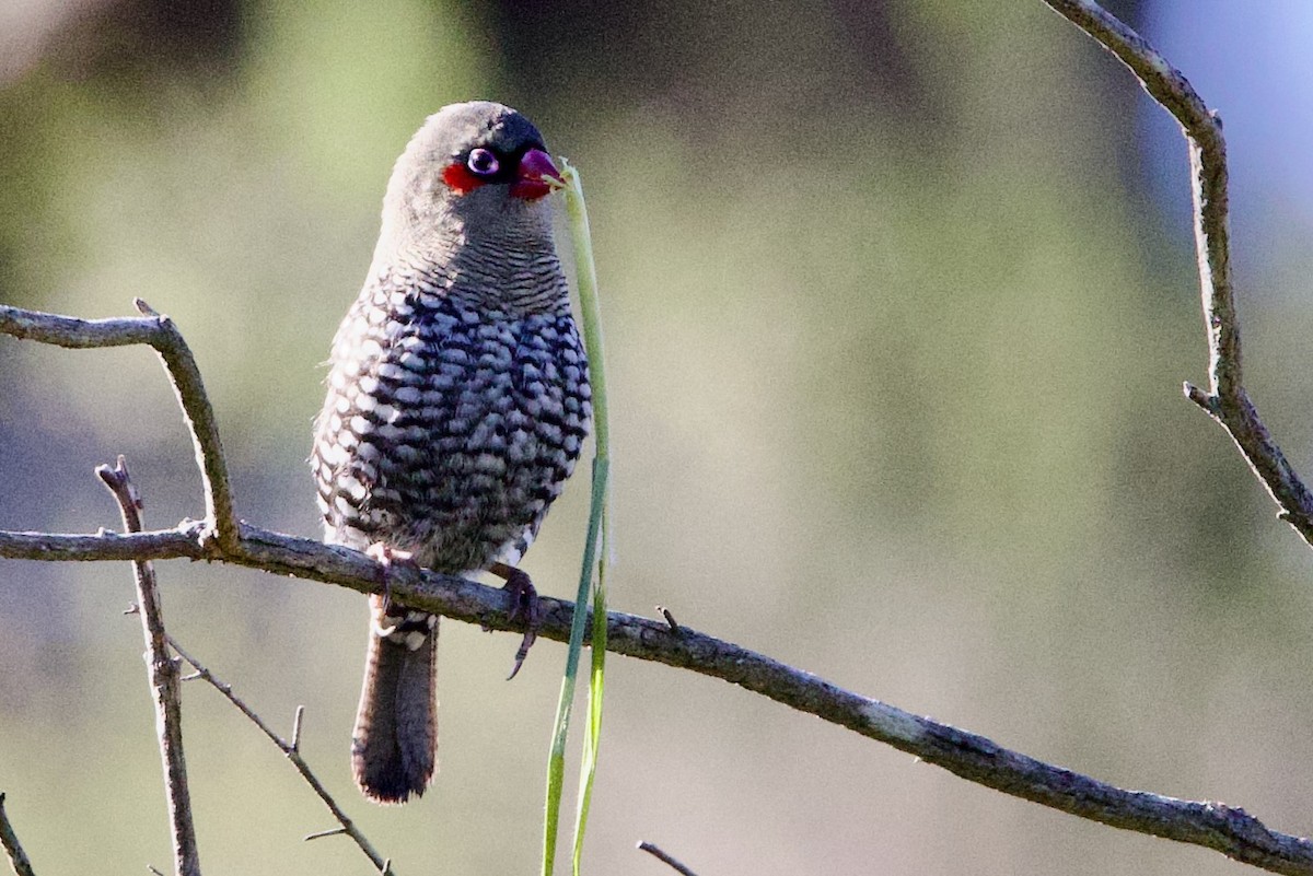 Red-eared Firetail - ML646704433