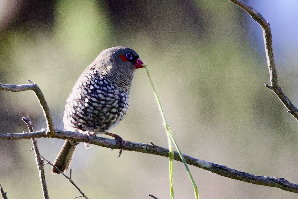 Red-eared Firetail - ML646704434