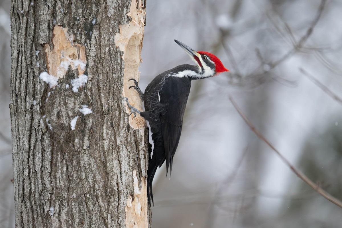 Жовна північна - ML646704436