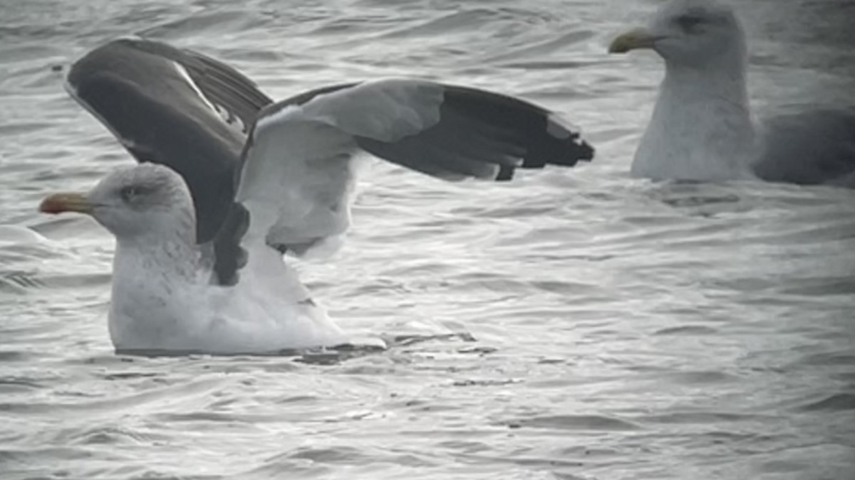 ニシセグロカモメ - ML646704437