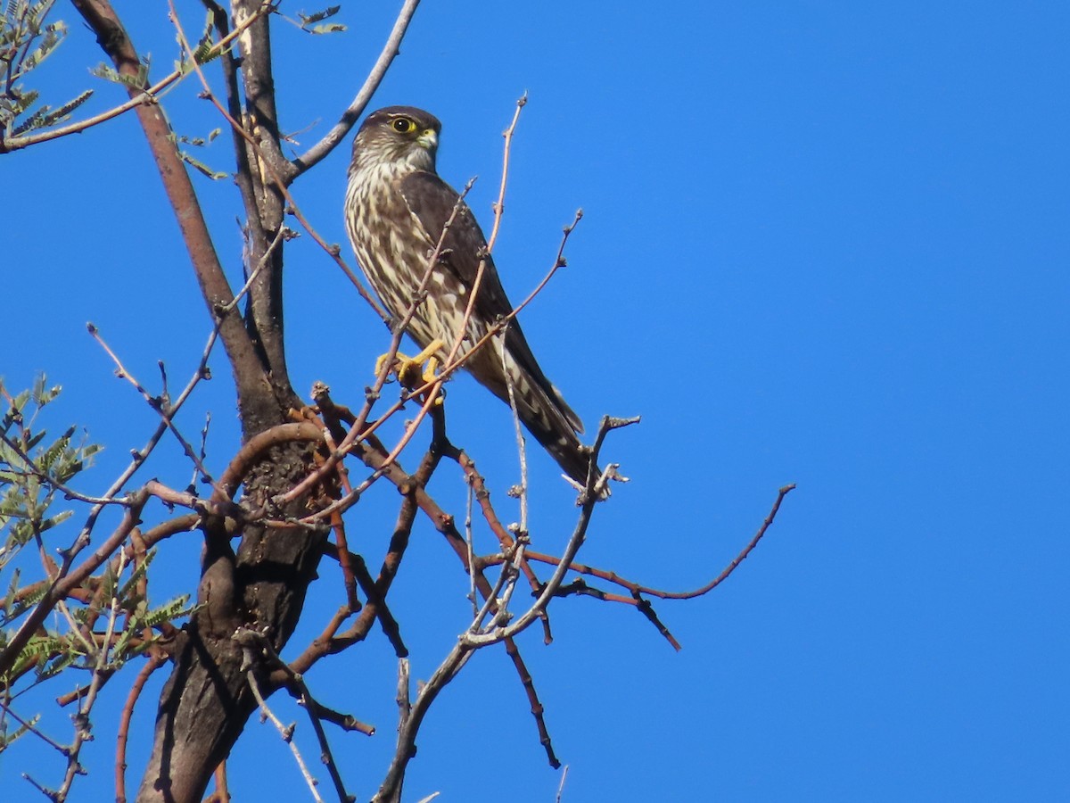 Merlin - ML646704438