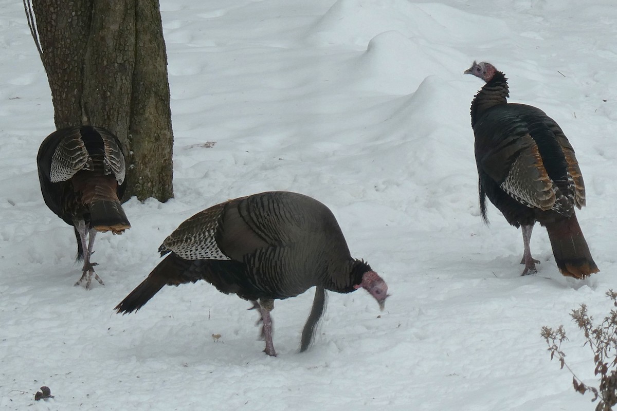 Wild Turkey - ML646704439