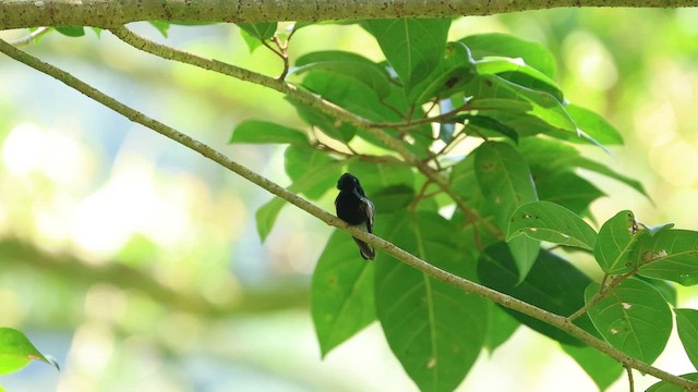 Black-bellied Hummingbird - ML646704441