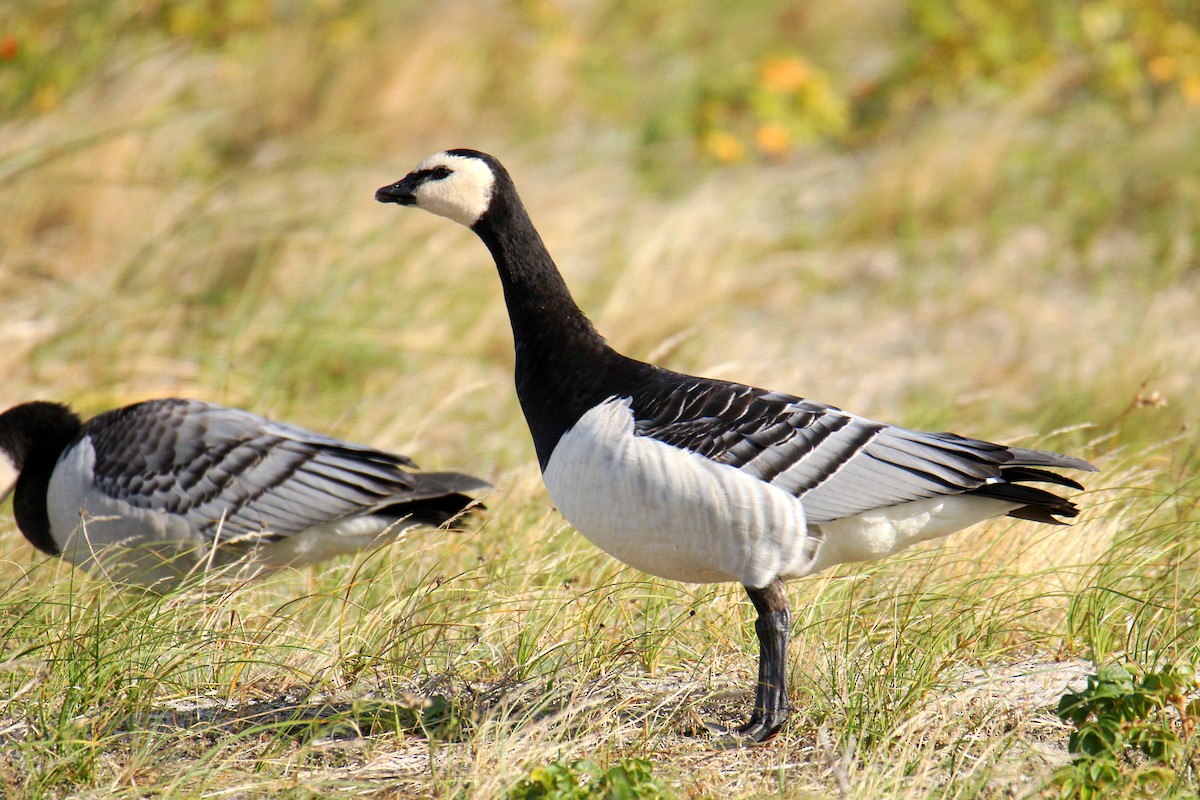 Казарка білощока - ML646704442