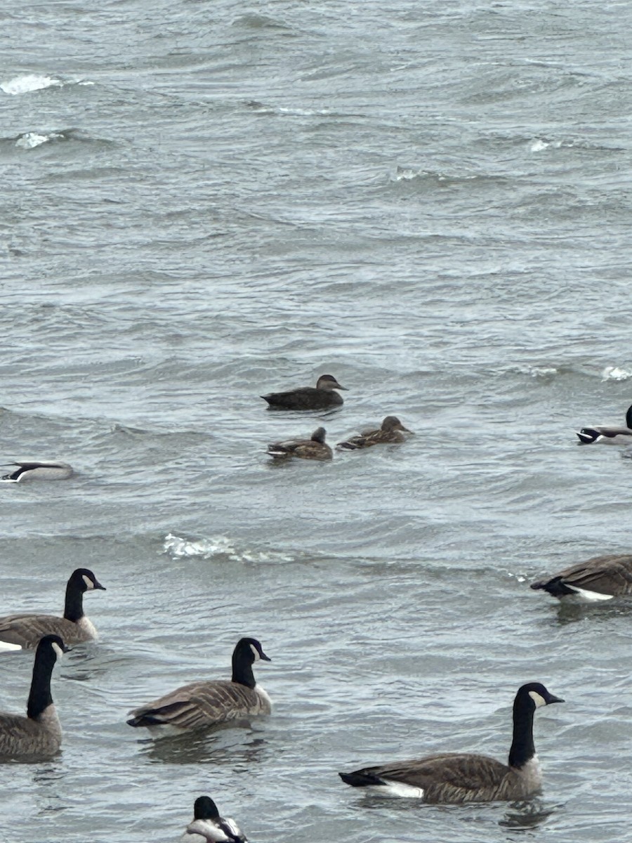 American Black Duck - ML646704443