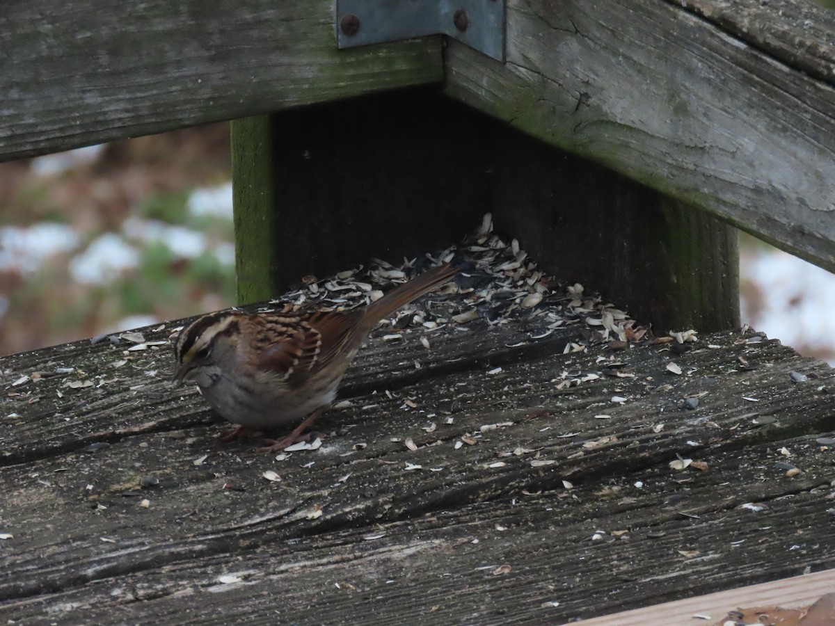 hvitstrupespurv - ML646704445