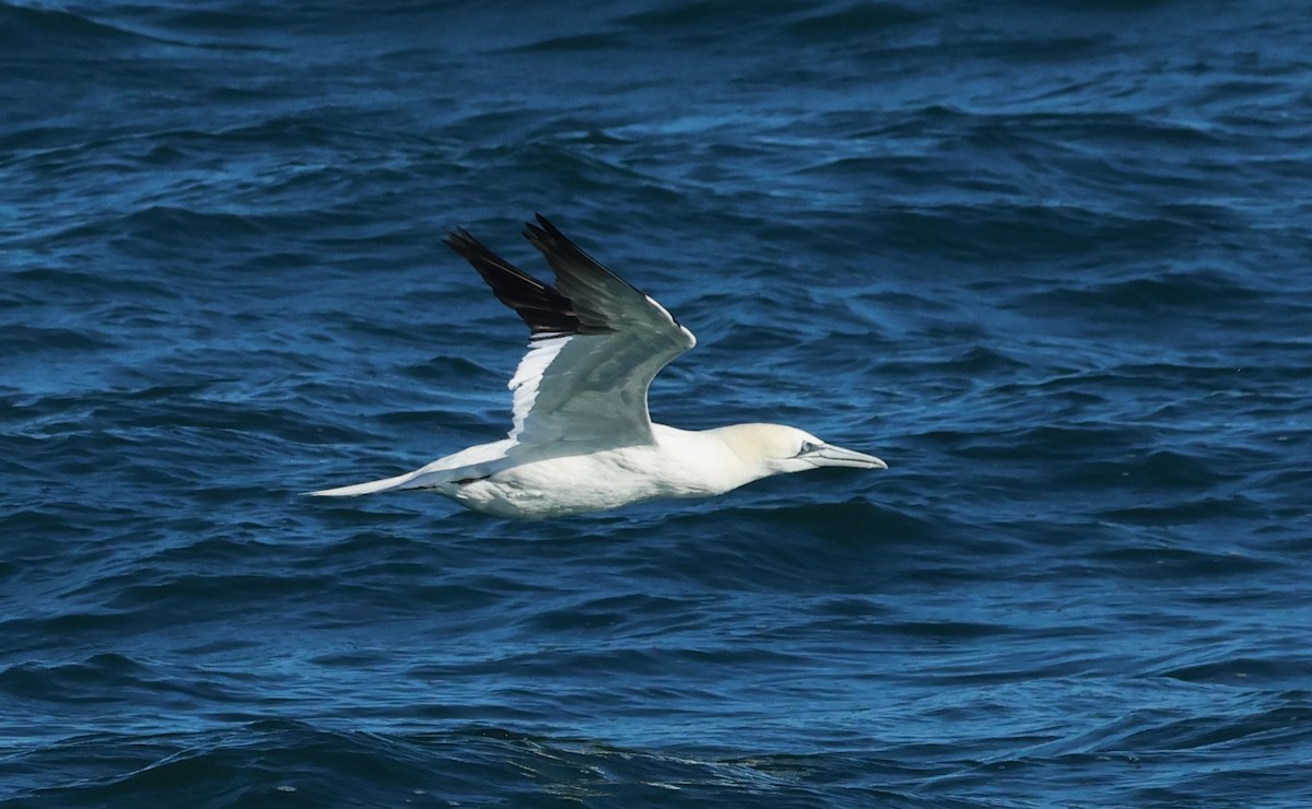 Northern Gannet - ML646704450