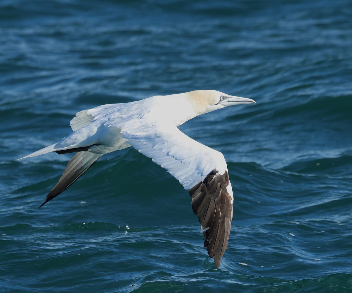 Northern Gannet - ML646704451
