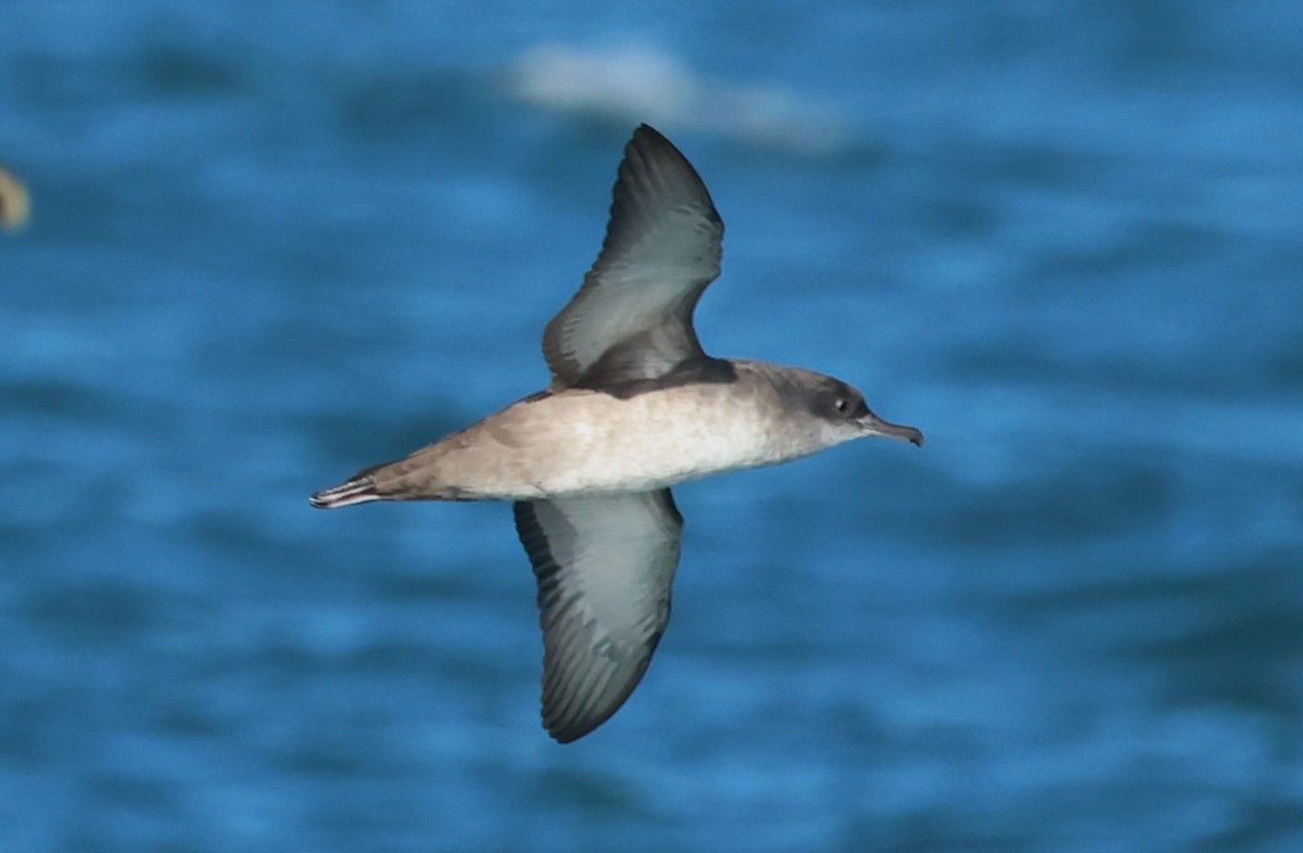 Balearic Shearwater - ML646704452