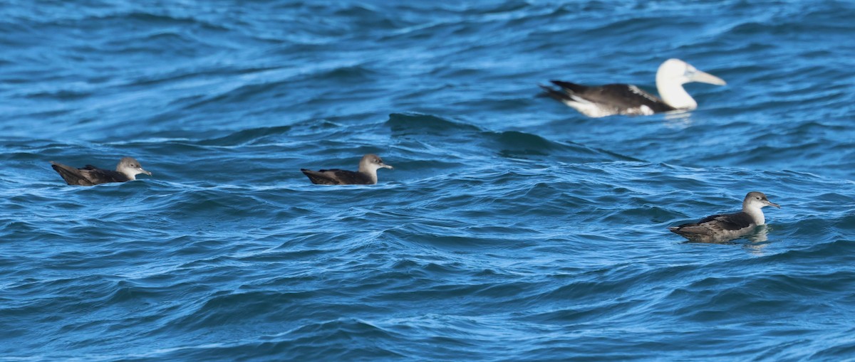 Balearic Shearwater - ML646704453
