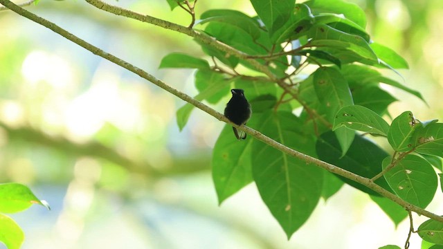 Black-bellied Hummingbird - ML646704454