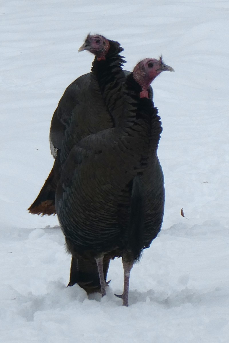 Wild Turkey - ML646704458