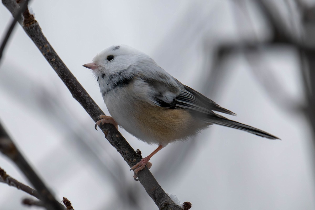 Гаїчка світлокрила - ML646704463