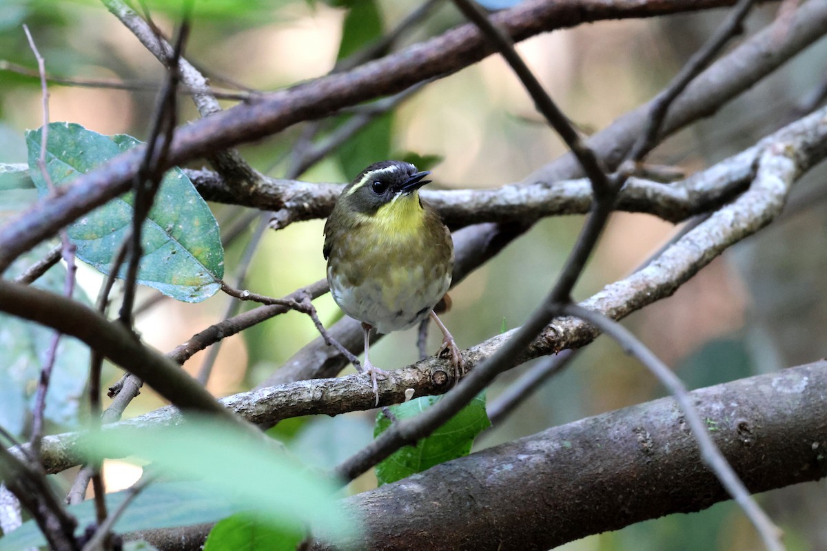 Gelbkehlsericornis - ML646704466