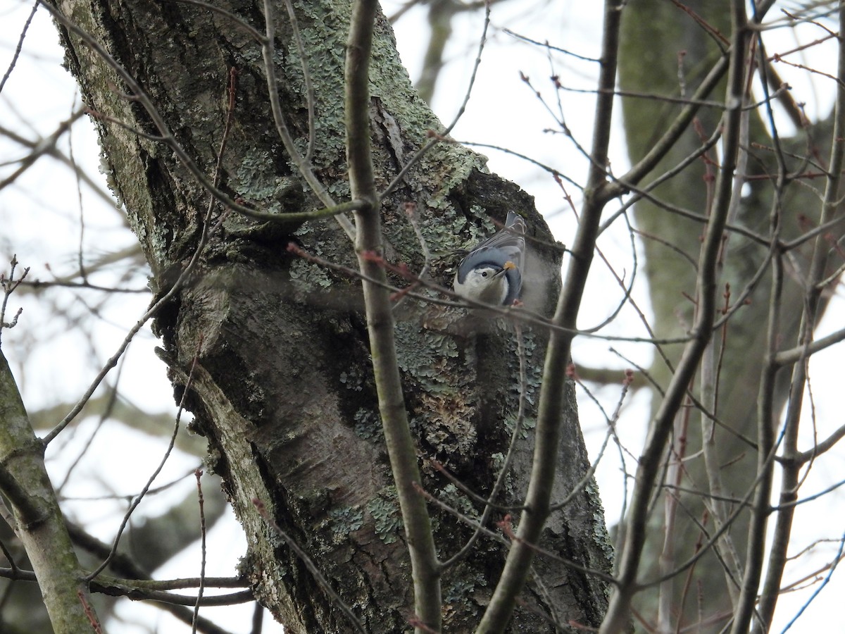 White-breasted Nuthatch - ML646704471
