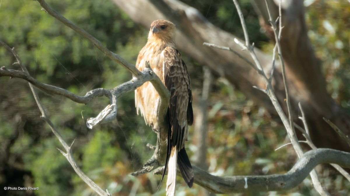 Whistling Kite - ML646704474