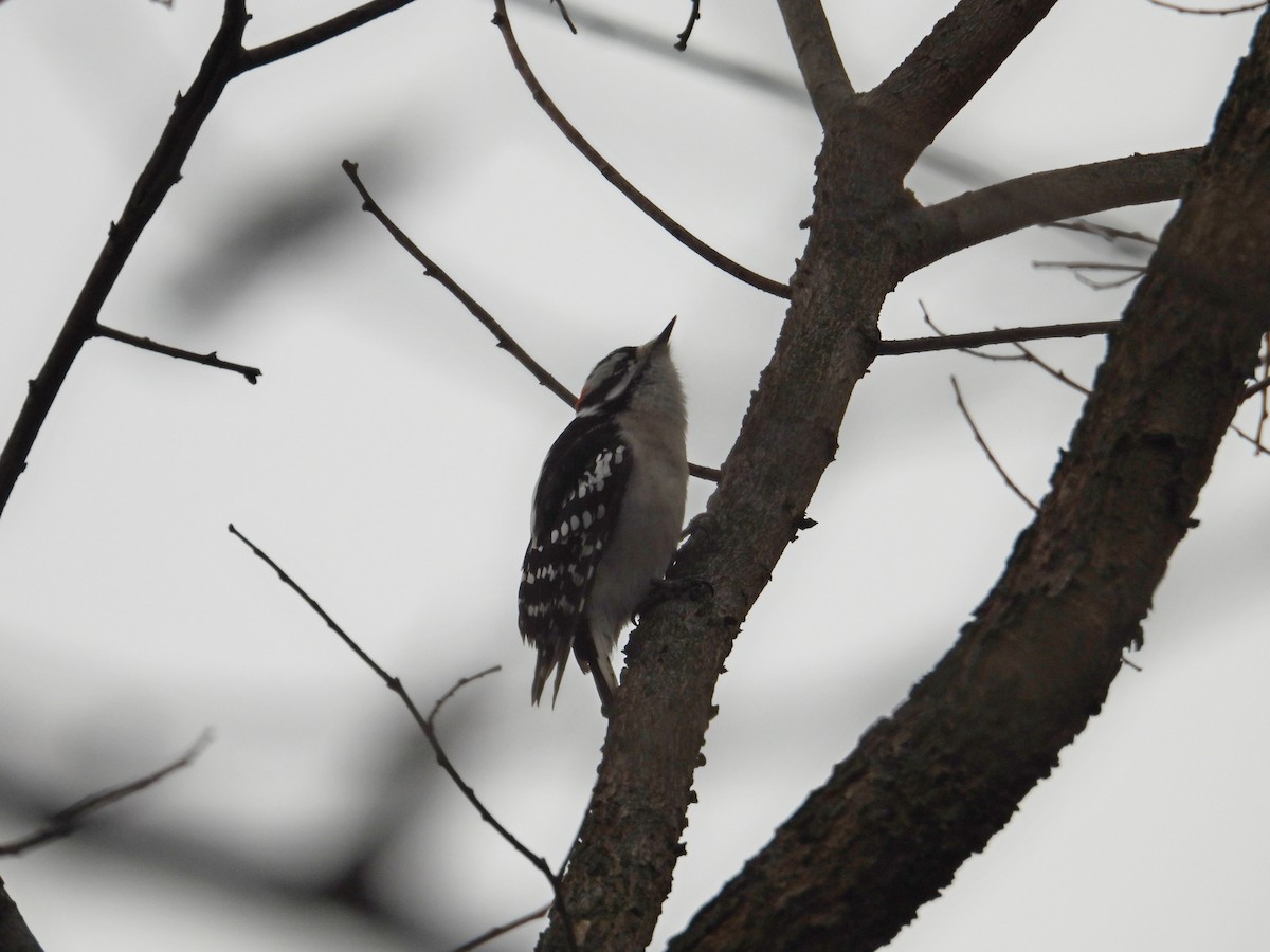 Downy Woodpecker - ML646704475