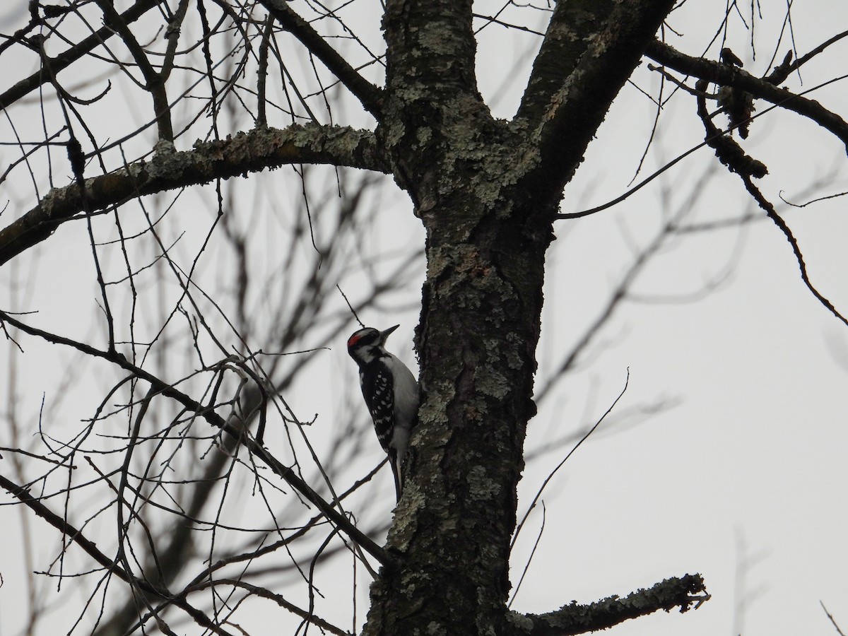 Hairy Woodpecker - ML646704477