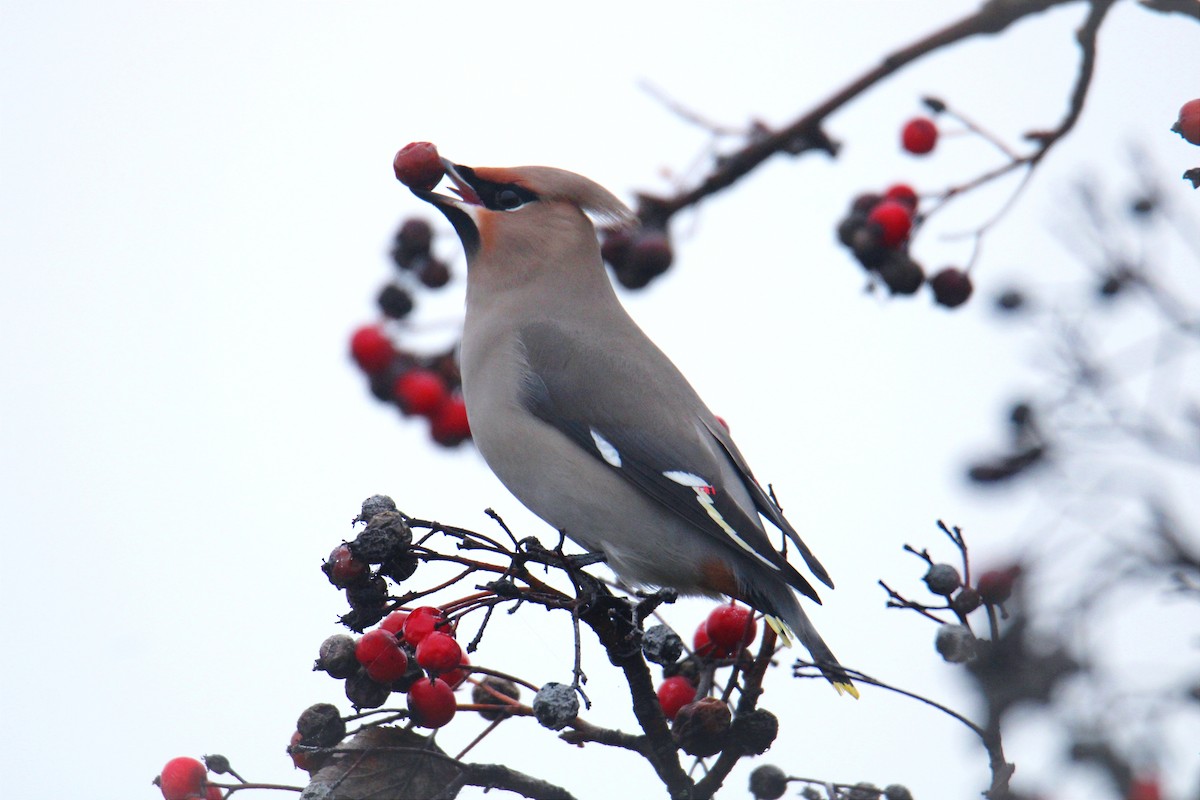 Buztanori boreala - ML646704479