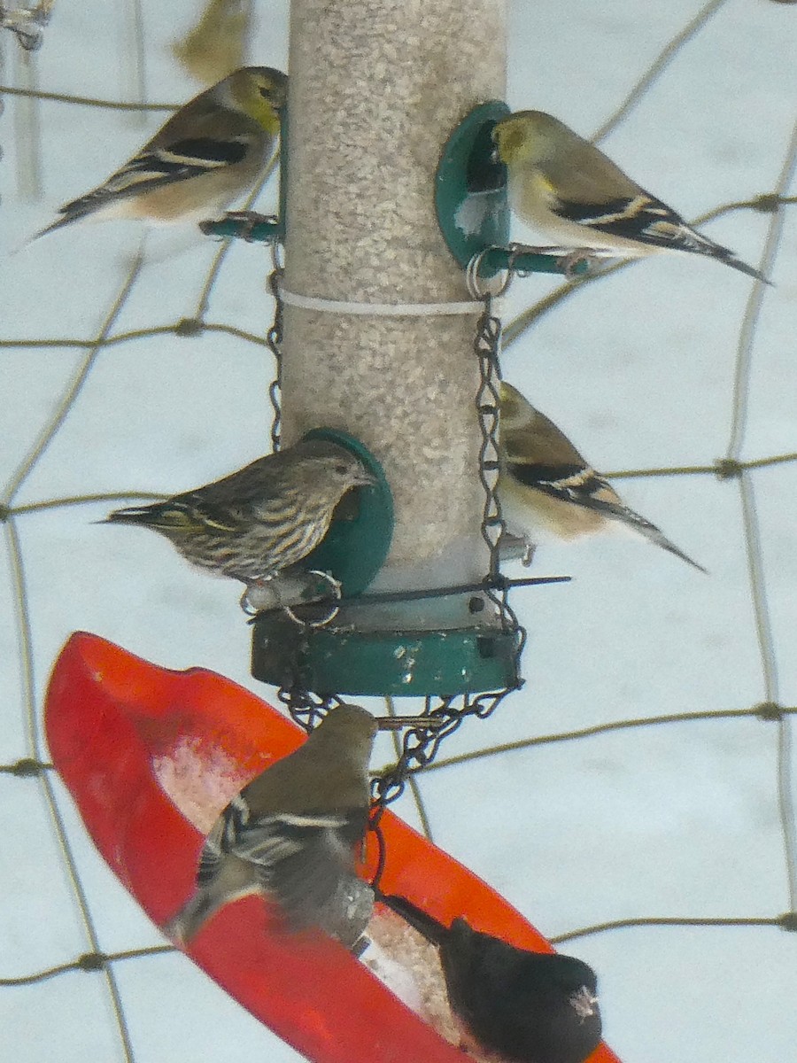 Pine Siskin - ML646704481