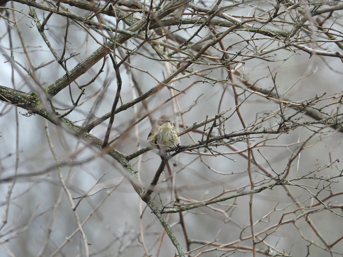 Yellow-rumped Warbler - ML646704483