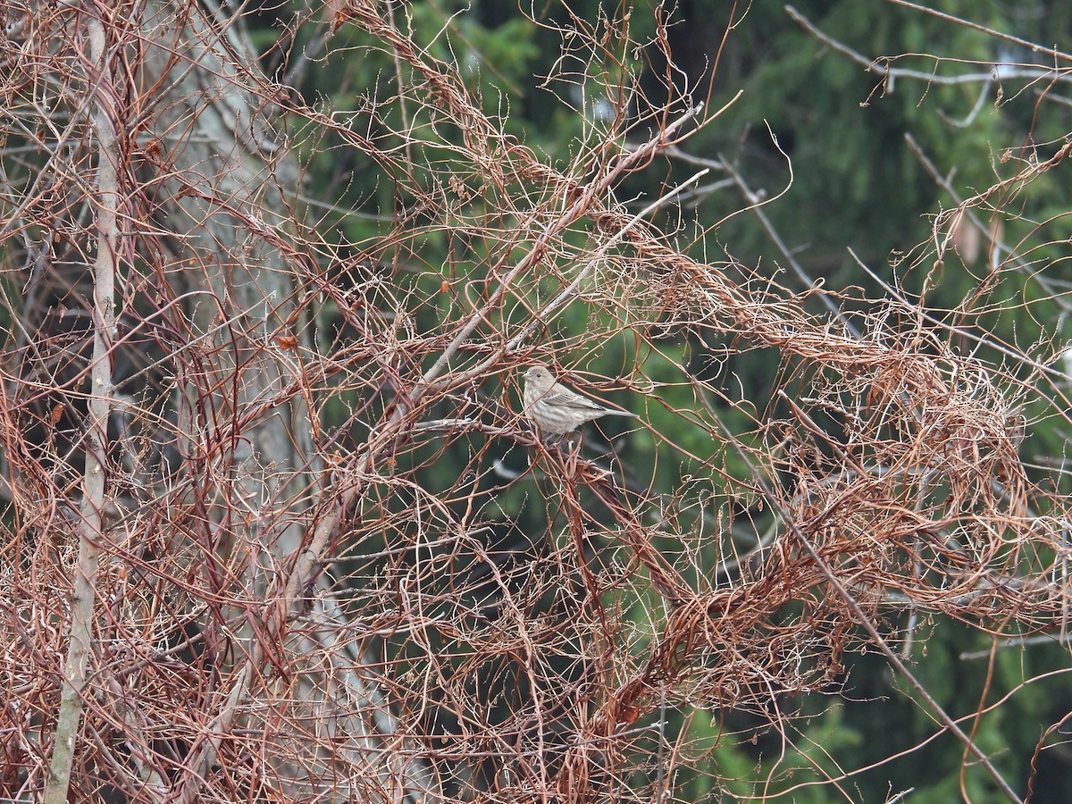 House Finch - ML646704487