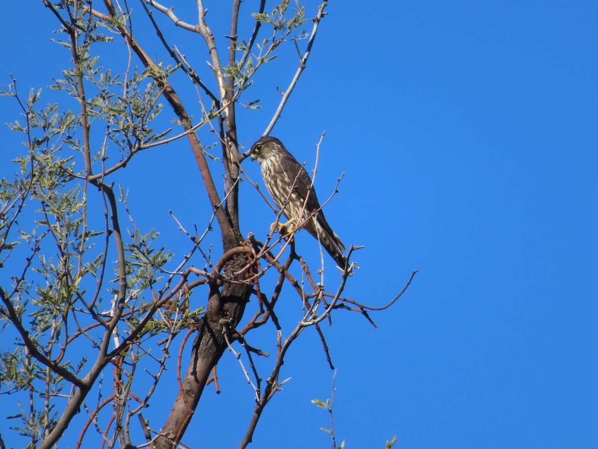 Merlin - ML646704488