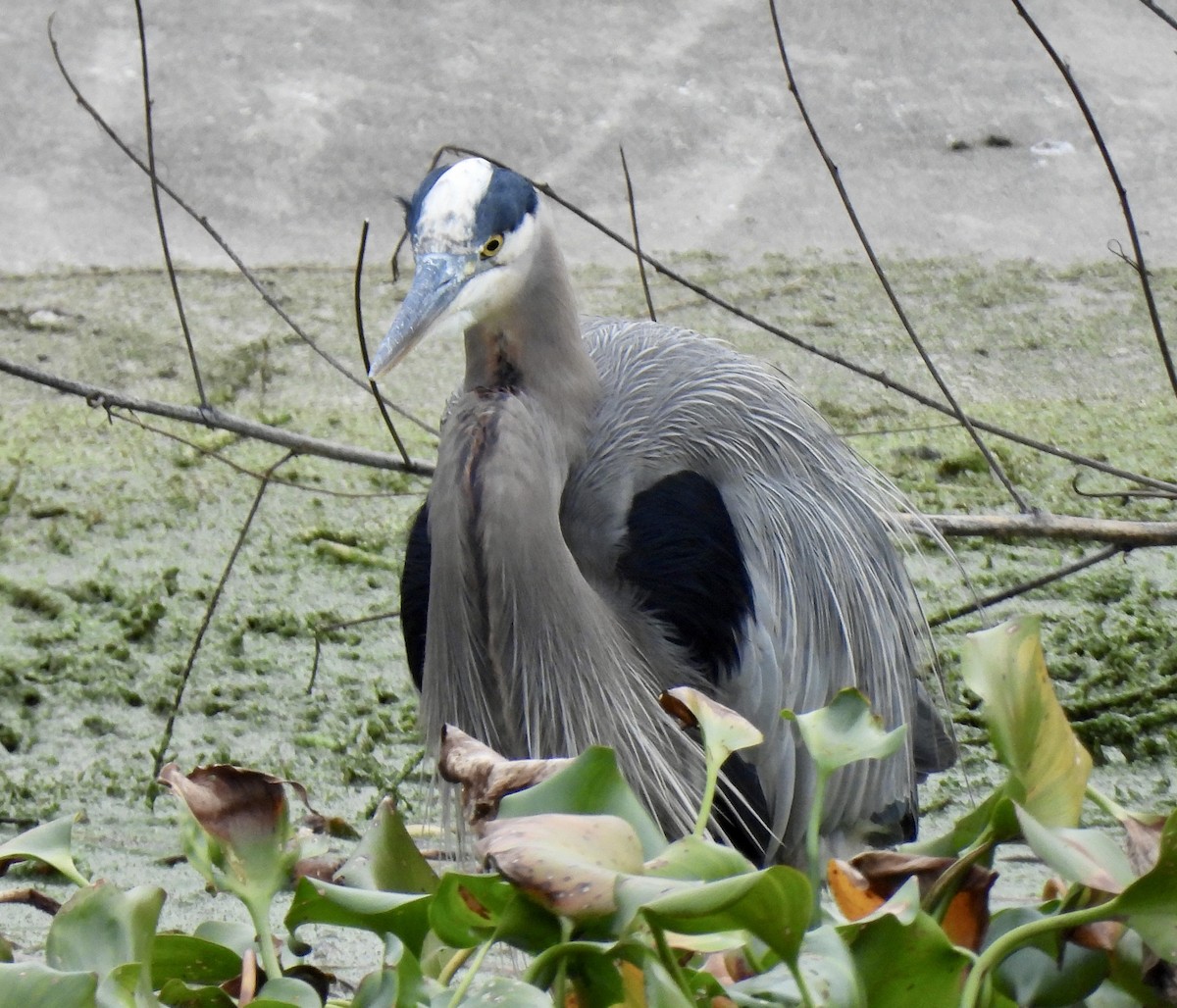 Great Blue Heron - ML646704490