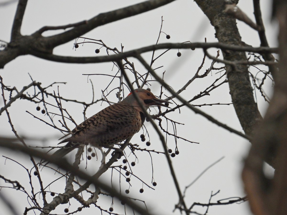 Northern Flicker - ML646704491