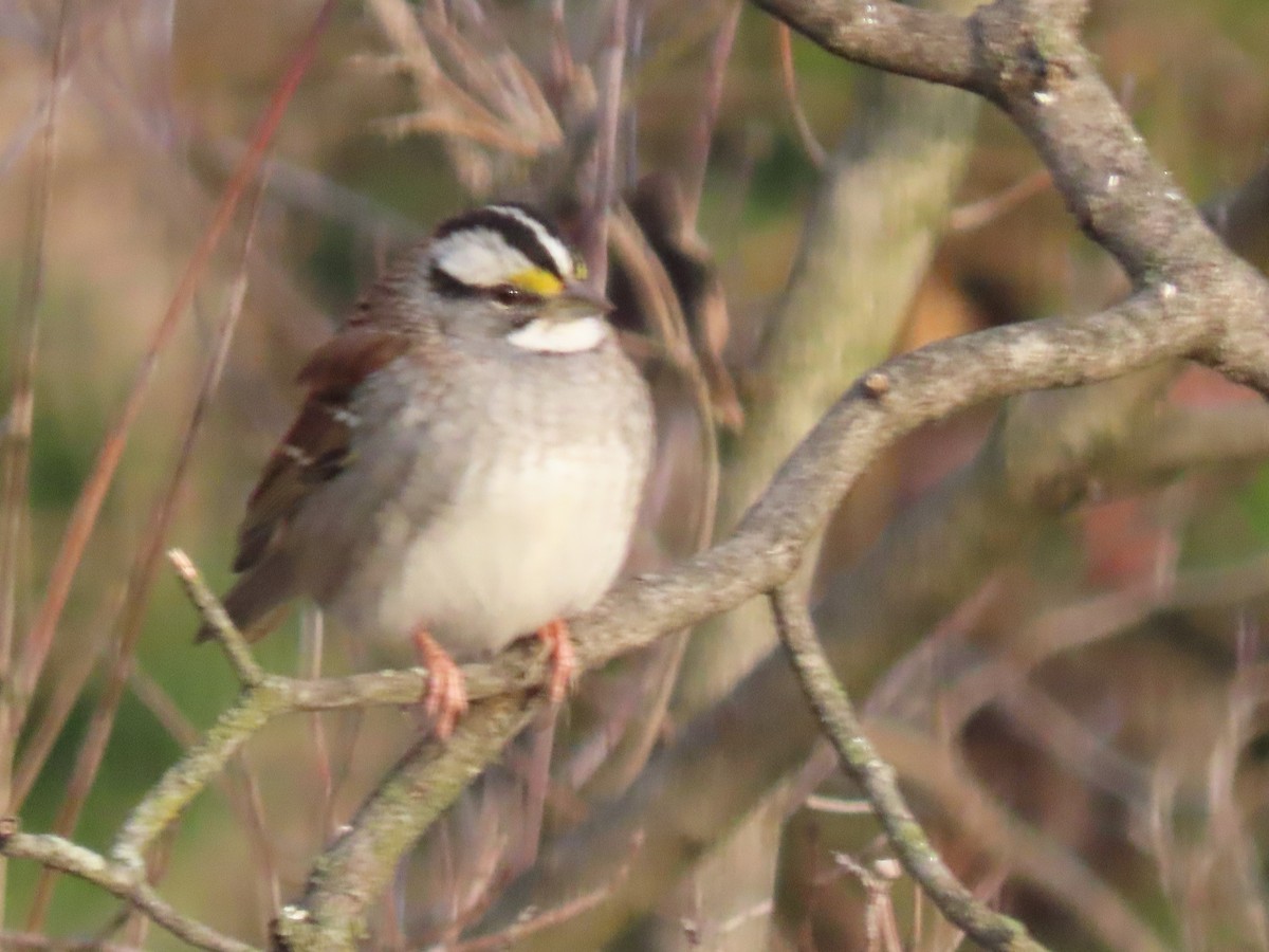 hvitstrupespurv - ML646704492