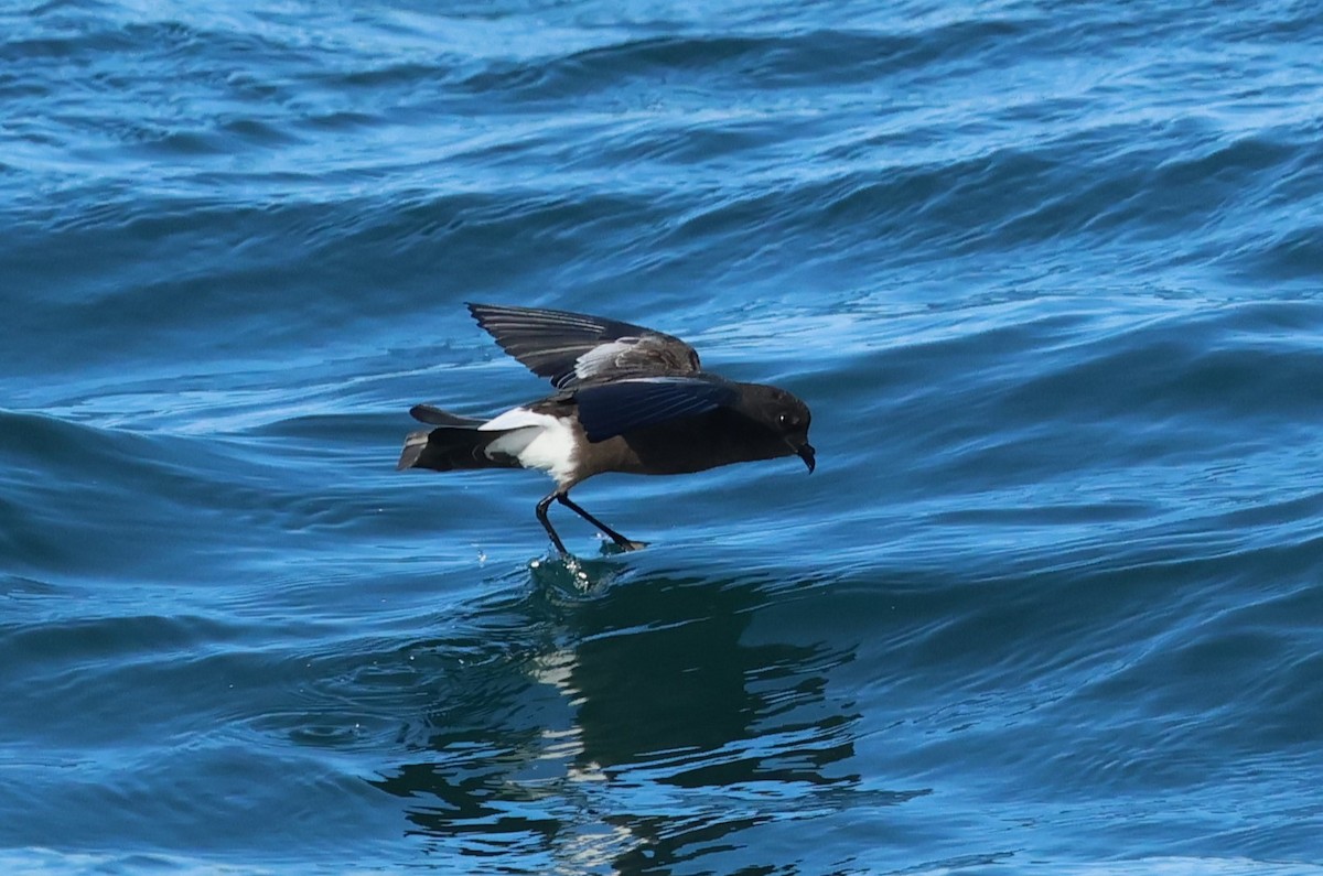 Wilson's Storm-Petrel - ML646704493