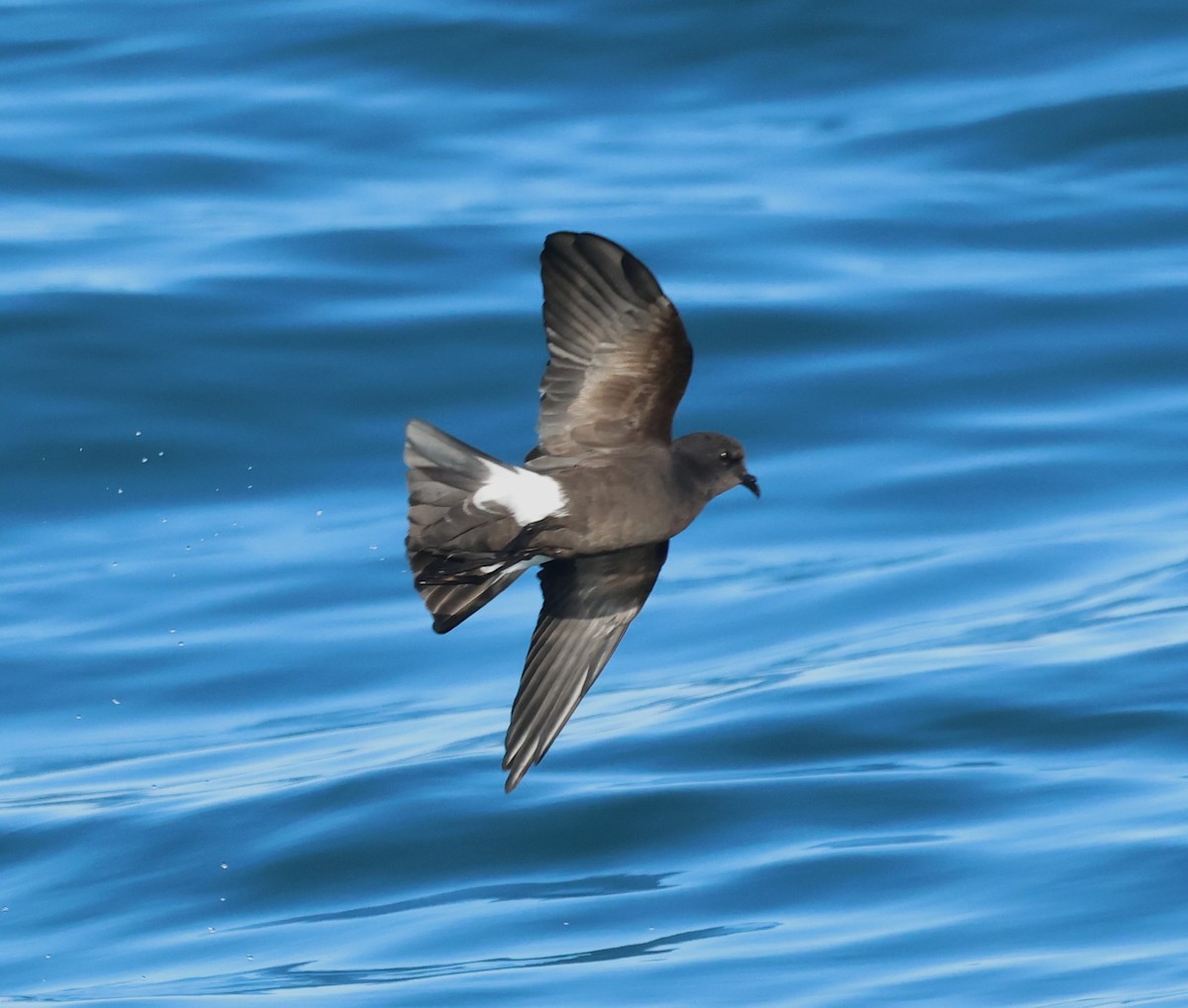 Wilson's Storm-Petrel - ML646704494