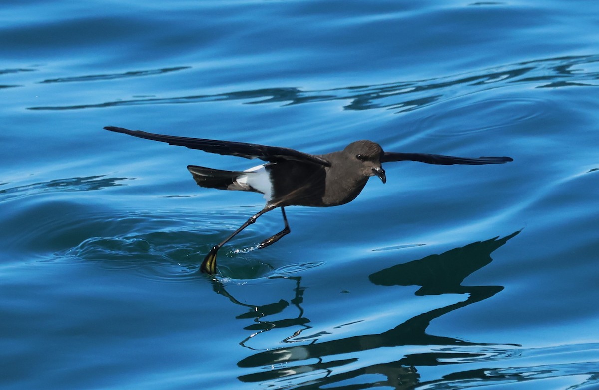 Wilson's Storm-Petrel - ML646704495