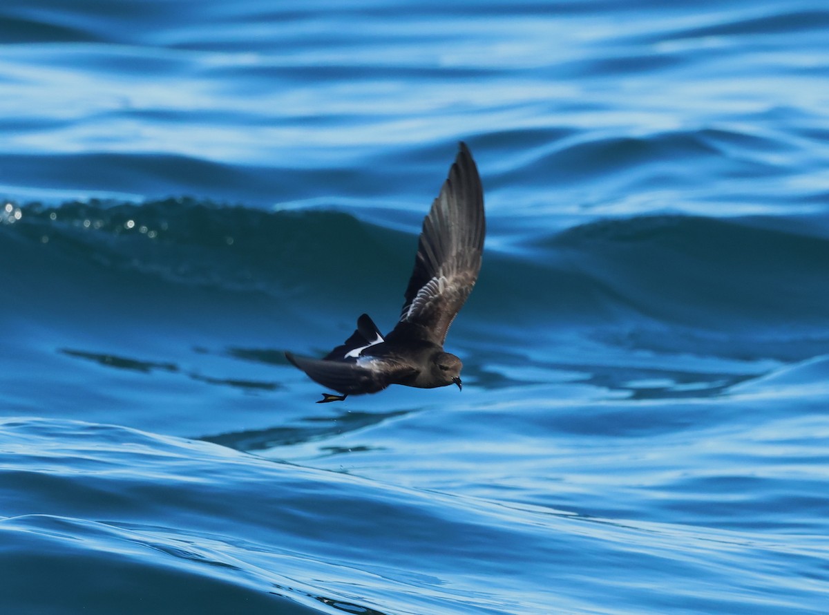 Wilson's Storm-Petrel - ML646704496
