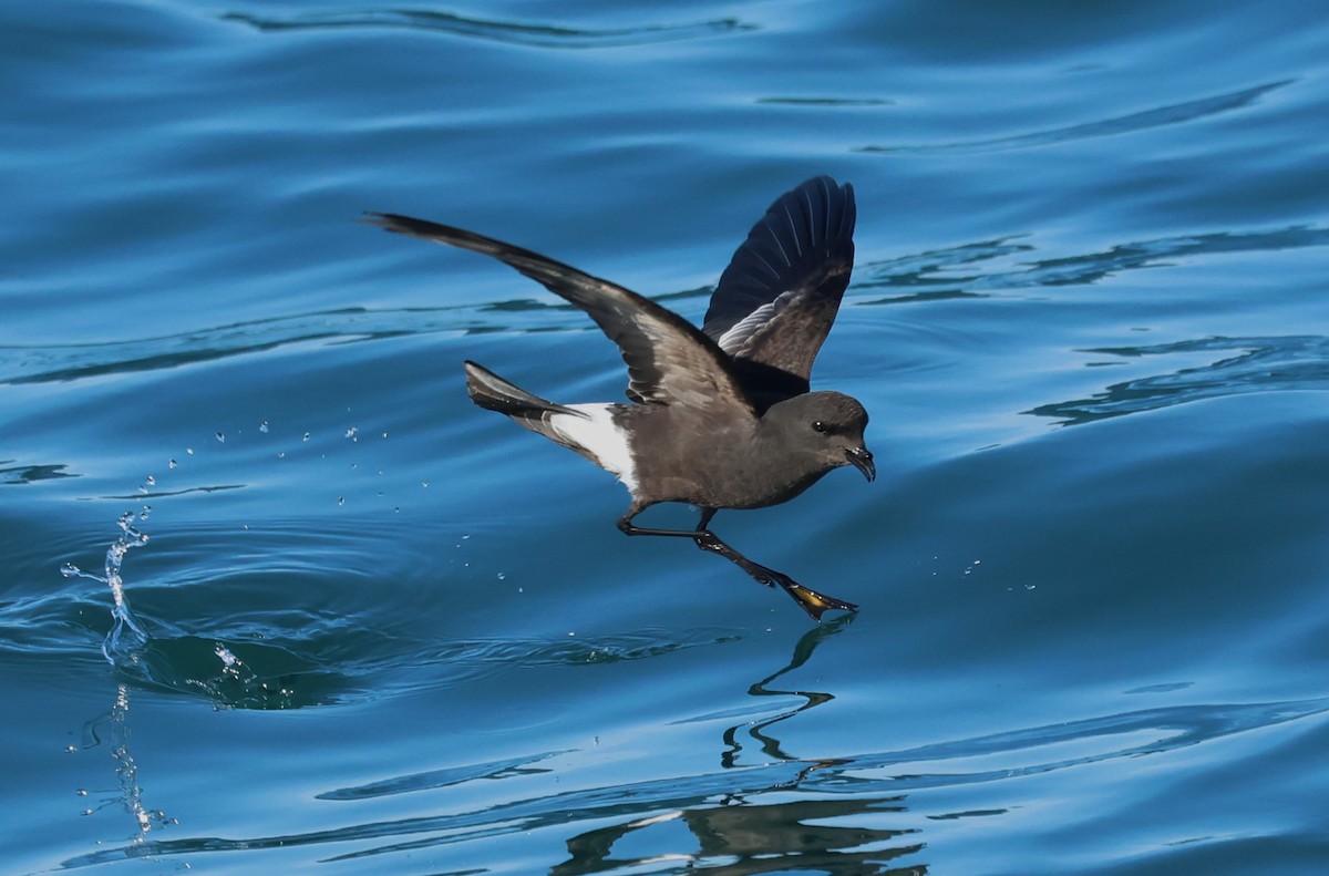 Wilson's Storm-Petrel - ML646704497