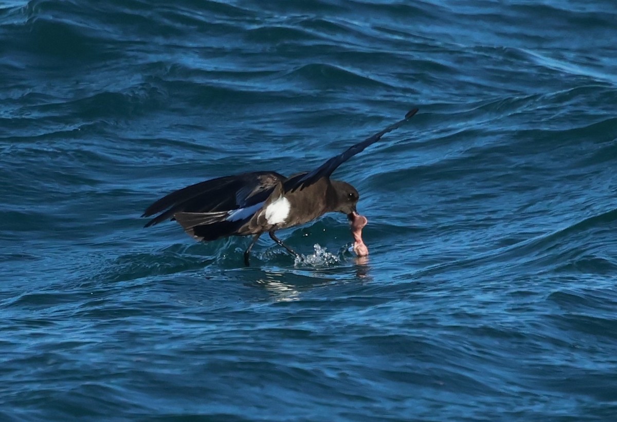 Wilson's Storm-Petrel - ML646704498