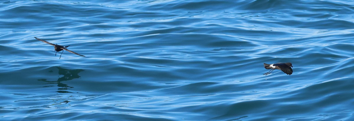 Wilson's Storm-Petrel - ML646704499