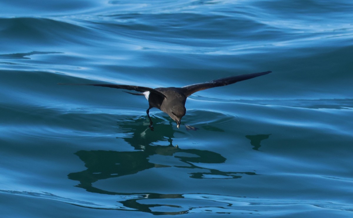 Wilson's Storm-Petrel - ML646704500