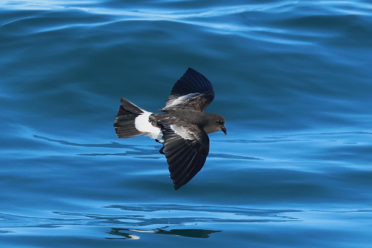 Wilson's Storm-Petrel - ML646704501